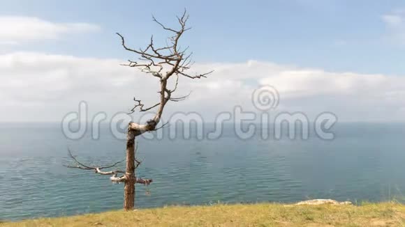 美丽的风景湖岸寂寞枯树时间流逝视频的预览图