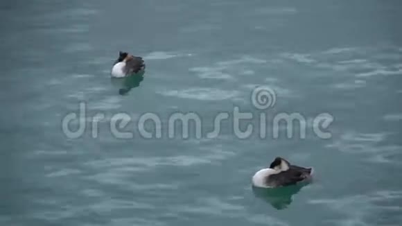格鲁吉亚两只鸭子在黑海游泳视频的预览图
