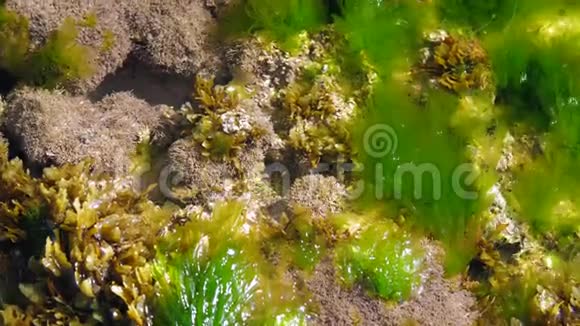 位于海底的令人兴奋的珊瑚礁和海藻视频的预览图