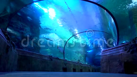 海洋水族馆在大型水族馆旅游水下隧道视频的预览图