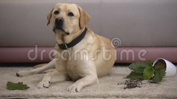 无辜的拉布拉多犬躺在破碎的盆栽植物附近不守纪律的宠物视频的预览图