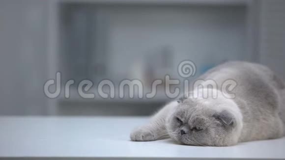睡眼朦胧的苏格兰折叠猫躺在桌子上整齐的皮毛广告模板视频的预览图