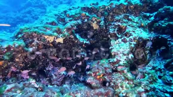 深潜红鱼45米深视频的预览图
