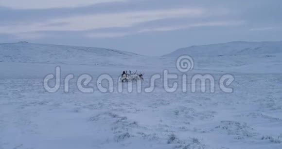 在冻土带的田野中间美丽的大驯鹿和一个穿着毛皮的人搭车视频的预览图
