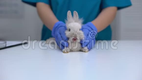 可爱的兔子打哈欠兽医做医疗检查抚摸宠物平静视频的预览图