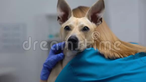 在宠物诊所里细心的兽医抚摸和拥抱受惊的无家可归的狗视频的预览图
