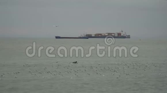 海中的海豚在船的背景下视频的预览图