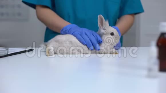 照看宠物专家手套抚摸毛绒兔宠物健康检查视频的预览图