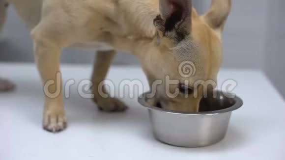 饥饿的无家可归的狗贪婪地吃着碗里的食物动物收容所的照顾帮助视频的预览图