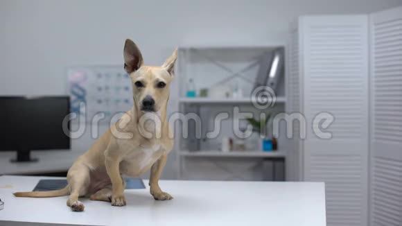 被惊吓的狗坐在动物诊所的桌子上等待兽医检查视频的预览图