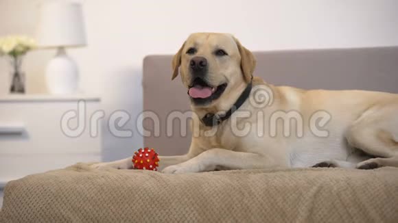 漂亮的猎犬躺在沙发上靠近小宠物球玩具好玩的动物视频的预览图