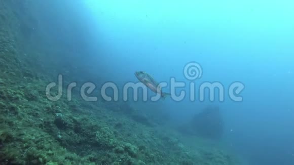 地中海海洋生物Dentex鱼在镜头附近游动视频的预览图