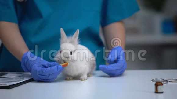 可爱的兔子从兽医手中吃苹果有机的宠物健康食品视频的预览图