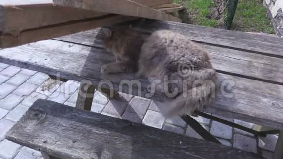猫睡在桌子上的院子里视频的预览图
