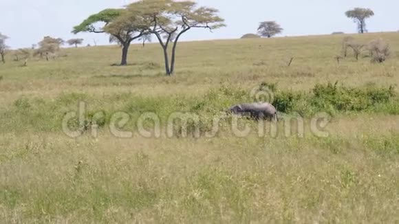 孤独的小象已经从森林中消失或者迷失在非洲大草原视频的预览图