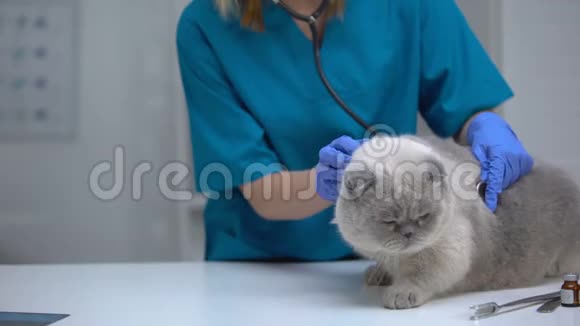 用听诊器检查听猫的胃患毛球肺病的危险视频的预览图