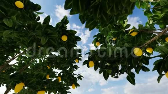 夏天柠檬挂在树上视频的预览图