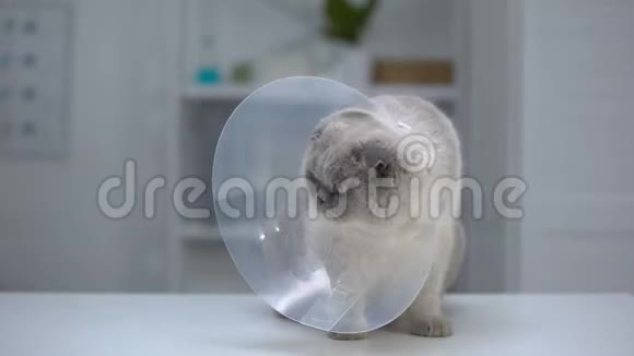 猫在锥领看着紧张后吐不舒服的塑料锥视频的预览图