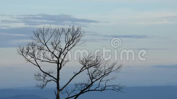 大树树叶树枝上有许多鸟背景群山和早晨的天空视频的预览图