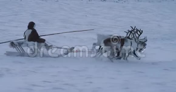 在北极中部的雪橇上快速奔跑的驯鹿和人类美丽的捕捉视频视频的预览图