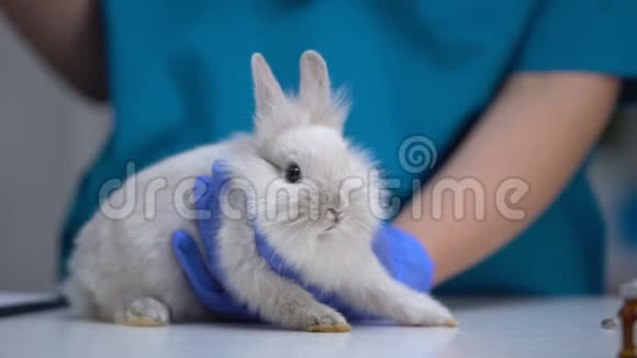用手注射兔子宠物接种狂犬病疫苗破伤风视频的预览图