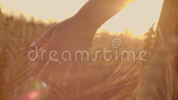 日落时分女农民沿着麦田漫步用手农业的理念触摸麦穗视频的预览图