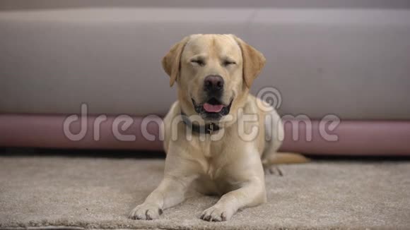 美丽的纯种拉布拉多猎犬躺在地毯上等待主人视频的预览图