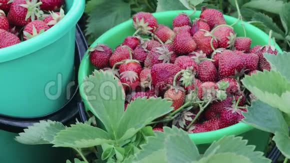 收获成熟的草莓站在他们自己的花园的绿色灌木丛中在一个夏季农场视频的预览图