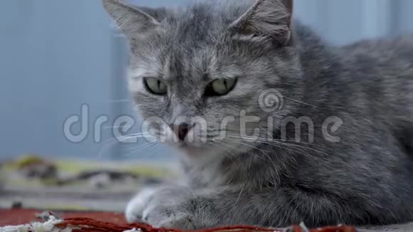 可爱的灰色条纹猫躺在阳光下的街道上视频的预览图
