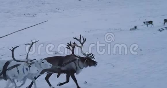 一群驯鹿在乘坐西伯利亚人的雪橇时惊人的捕捉他们来到蒙古包营地视频的预览图