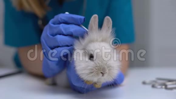 护士用棉签清洁兔耳常规宠物护理卫生程序视频的预览图