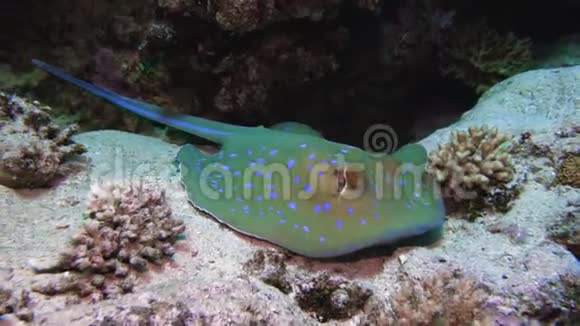 埃及红海沙底的蓝斑黄貂鱼视频的预览图