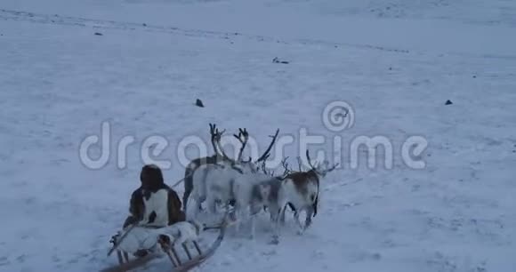 在冻土带北极中部的雪橇上用瑞特和西伯利亚男子快速驾驶视频的预览图
