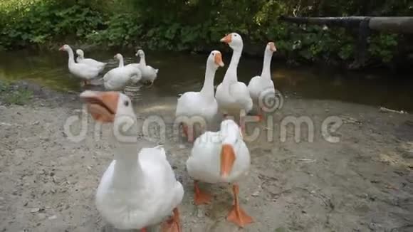 一群白鹅在农村的河岸上觅食视频的预览图
