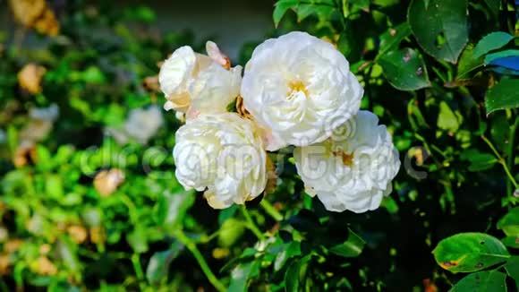 花园里的白玫瑰特写视频的预览图