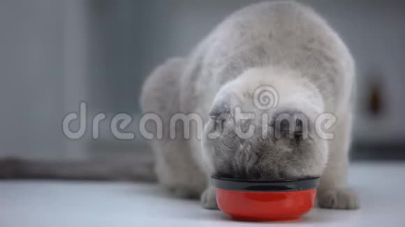 苏格兰褶皱猫为宠物财富吃维生素美味食物厚厚的健康皮毛视频的预览图