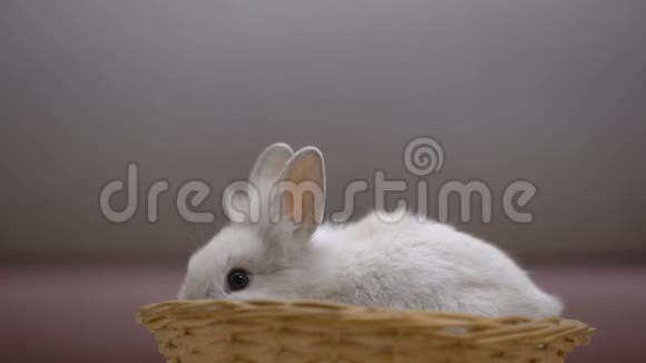 可爱的白兔在篮子里吃饭动物展览宠物慈善基金视频的预览图