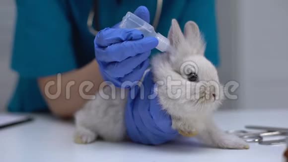 家兔耳内滴药治疗螨虫清洁程序视频的预览图