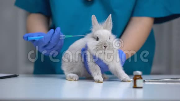 护士给无助的兔子注射疫苗疫苗研究动物试验特写视频的预览图