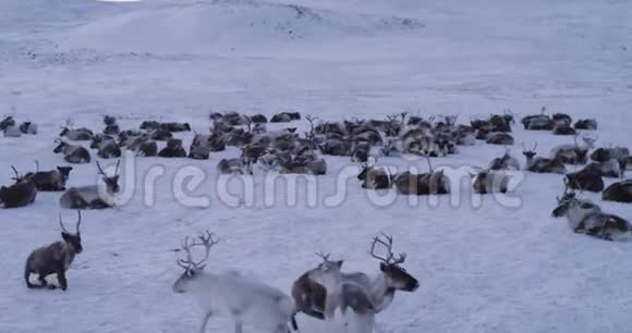 北极中部一大群驯鹿令人惊叹的视频捕捉美丽的驯鹿视频的预览图