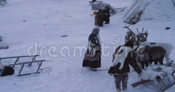 惊人的视频西伯利亚人在蒙古包营男人和女人有一个典型的天在冻土带与驯鹿和视频的预览图