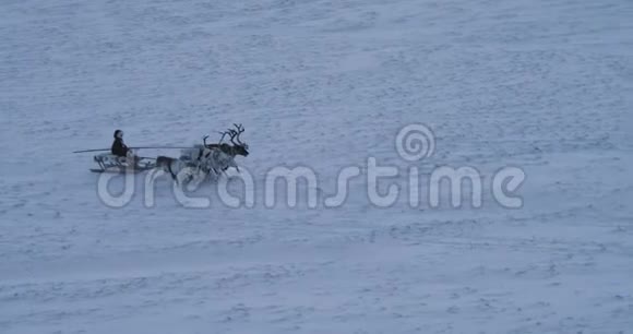 精彩的视频一个人坐在雪橇上和美丽的驯鹿在北极中部兜风视频的预览图