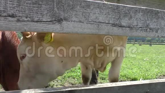 奶牛农场的奶牛视频的预览图