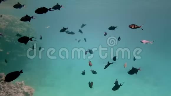 珊瑚礁背景上不同大小的美丽鱼类自然环境中的海洋生物视频的预览图
