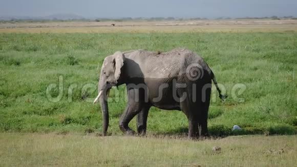 一只非洲大象的特写镜头一半被黑泥放牧的着视频的预览图