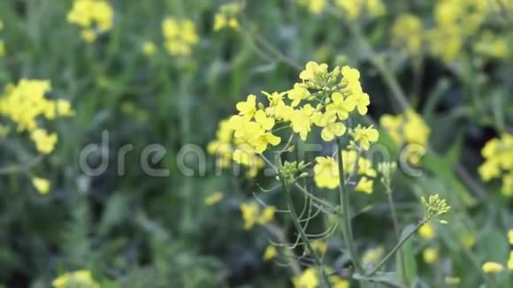 草地上盛开着黄色的花朵在近距离看到的风中单个的子绽放视频的预览图