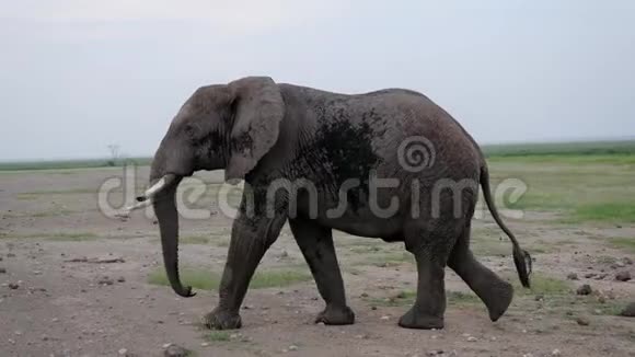 一只非洲大象在草原上行走的特写镜头视频的预览图