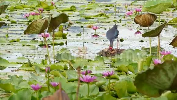 湖上的西部沼泽有睡莲郁郁葱葱的水中有粉红色的莲花反映了鸟类野生候鸟视频的预览图