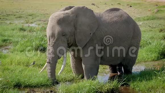 一只非洲大象的特写镜头头上有一个垃圾视频的预览图