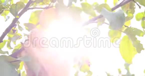 雌性手从树上取出成熟的苹果果实秋收视频的预览图
